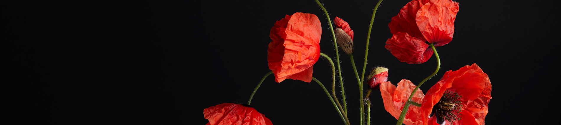 Dark background with red poppies in foreground